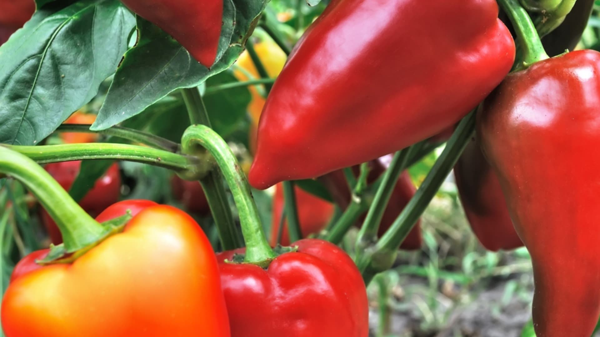 Българският пипер поскъпна с 58% заради чуждестранен натиск